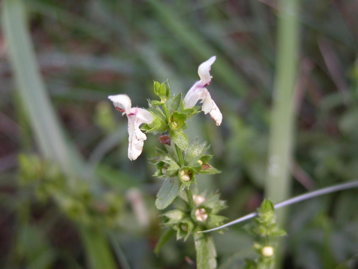 Woundwort, Yellow fruit